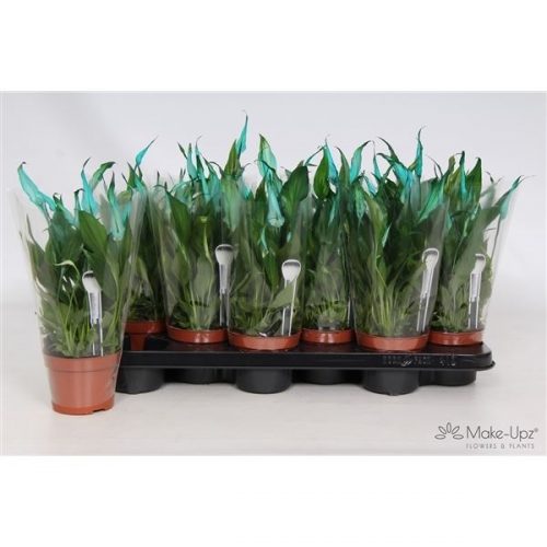 Spathiphyllum chopin