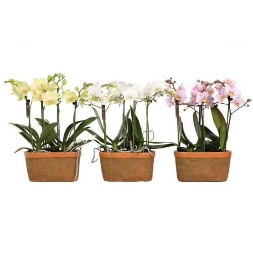 Phalaenopsis multiflora kolibri mix