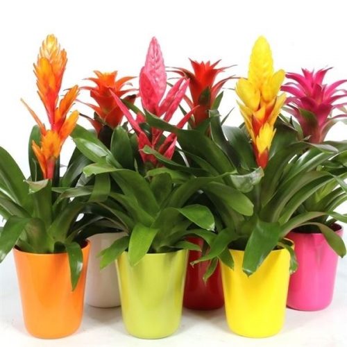 Bromelia mix sydney