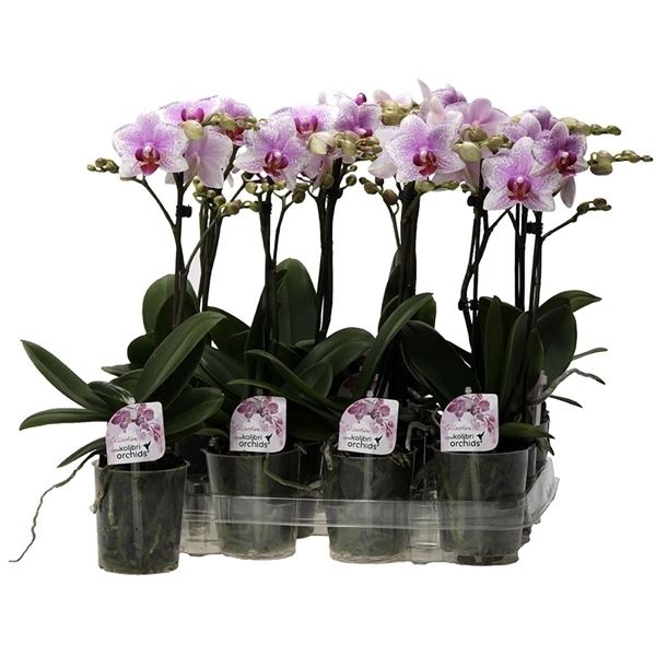 Phalaenopsis multiflora kolibri roze 1 Phalaenopsis multiflora kolibri roze