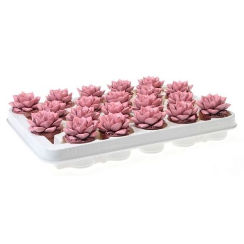 Echeveria rainbow purper rose