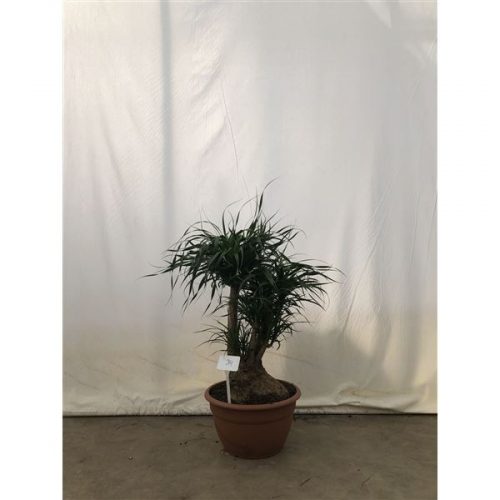 Beaucarnea recurvata vertakt nummer 34