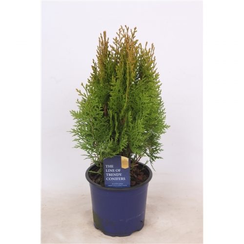 Platycladus aurea nana