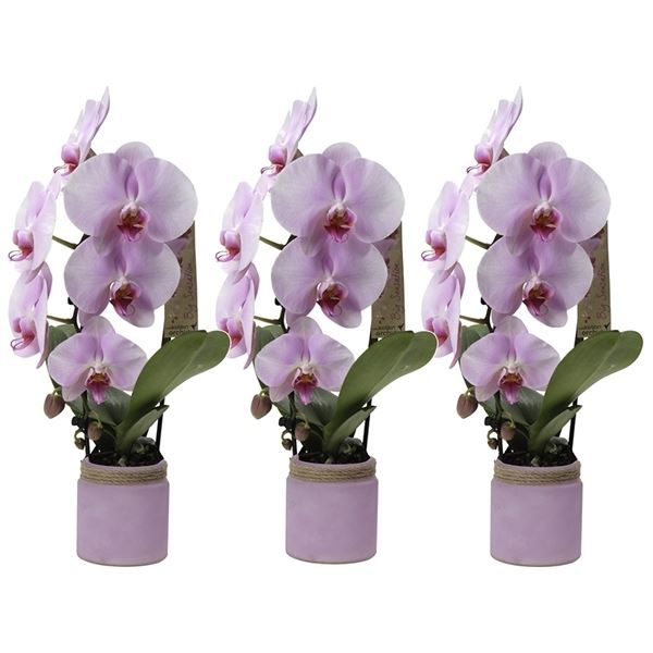 Phalaenopsis multiflora kolibri big sensation roze