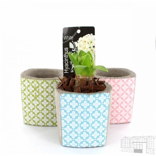 Hyacinthus orientalis mix