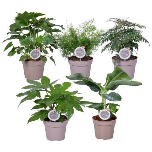 Kamerplanten mix groen morelips