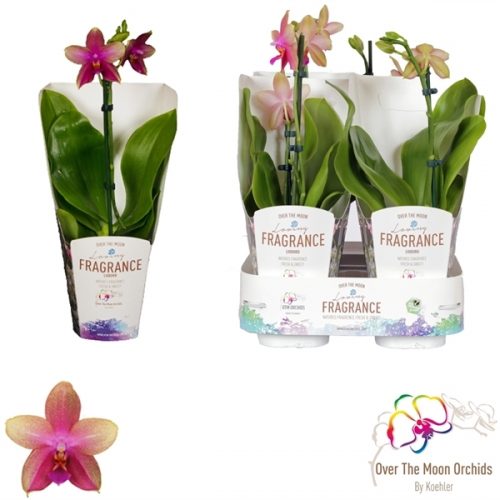 Phalaenopsis liodoro