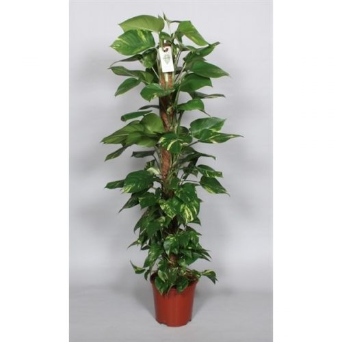 Epipremnum pinnatum mosstok