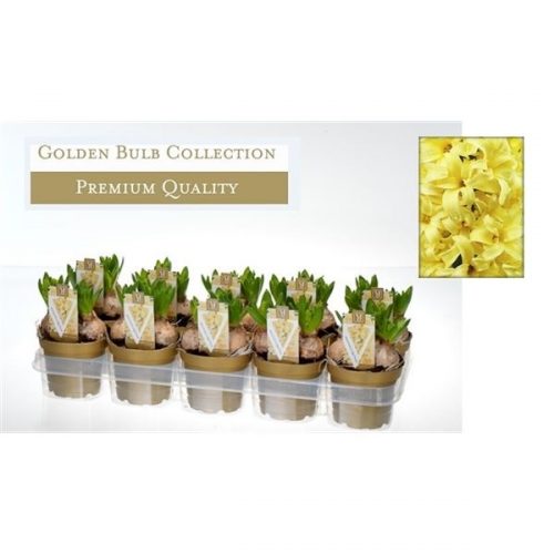 Hyacinthus gipsy princess