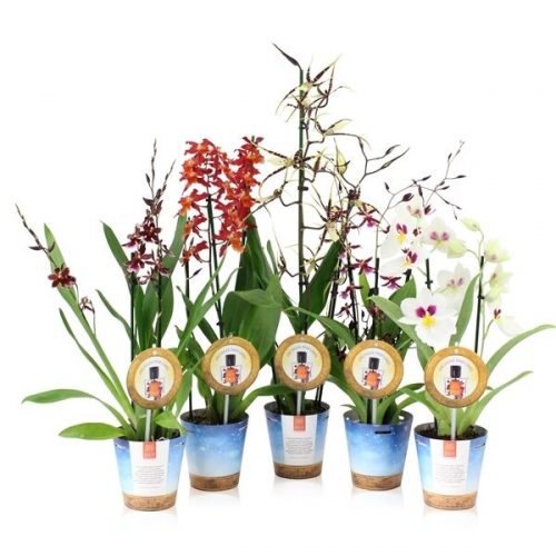Orchideeen mix