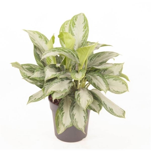 Aglaonema silver bay 1 Aglaonema silver bay