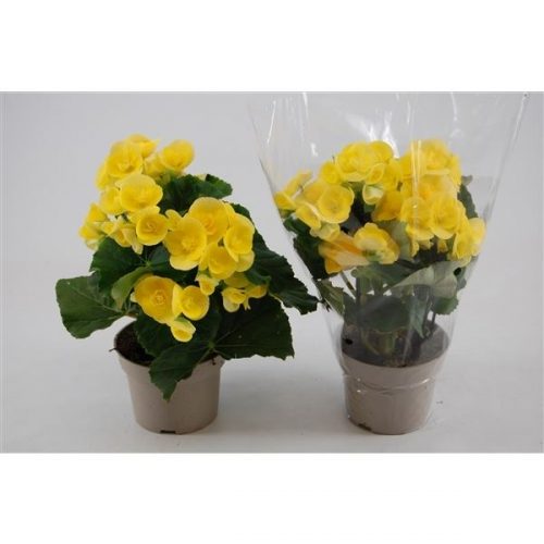 Begonia elatior hl. blitz