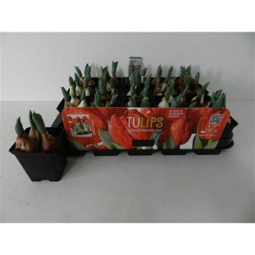 Tulipa (double early grp) red baby