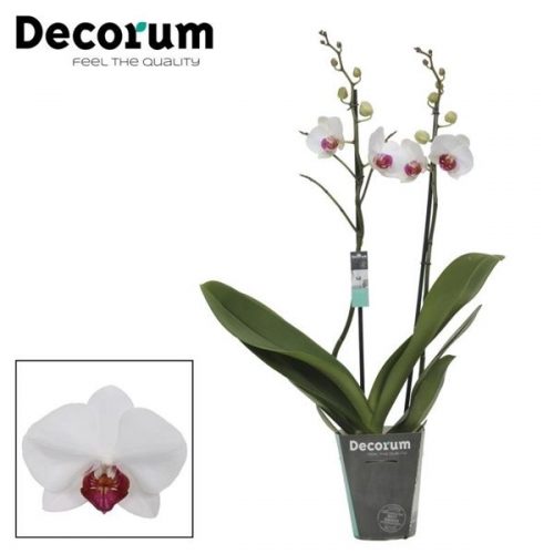 Phalaenopsis passion new