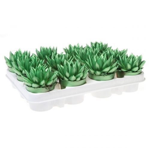 Echeveria miranda rainbow metallic green