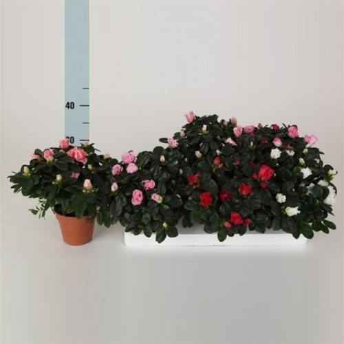 Rhododendron simsii hellmut vogel mix