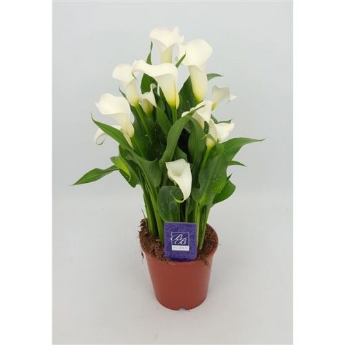 Zantedeschia siberia