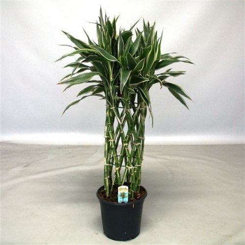 Dracaena sandriana victory