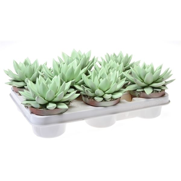 Echeveria miranda rainbow soft green