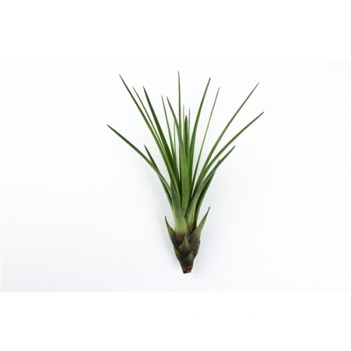 Tillandsia melanocrater