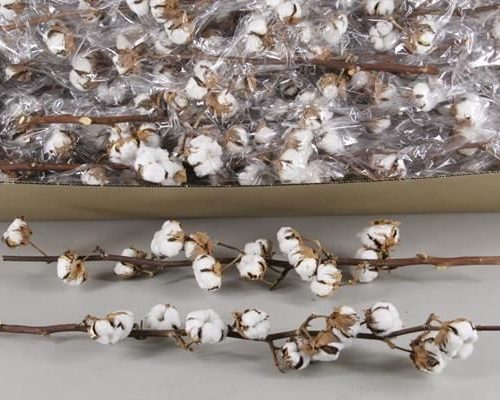 Katoen Gossypium Wit 12 Bol - Gossypium (katoen) wit