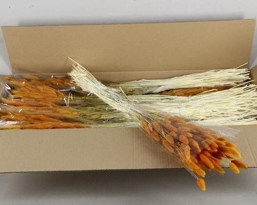 Df Lagurus 100g Orange - Decoratiemateriaal (h%)