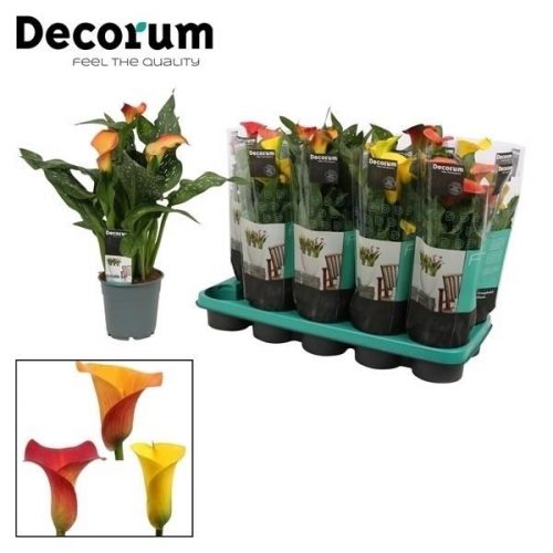 Zantedeschia sunny mix		-	6	-	Adet