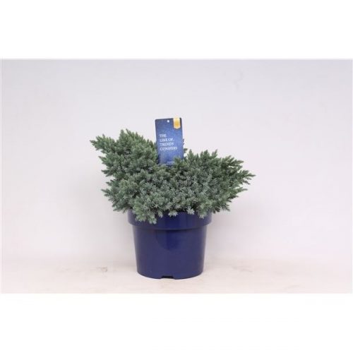 Juniperus squamata blue star