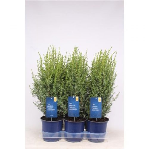 Juniperus communis arnold