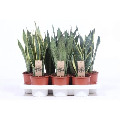 Sansevieria trifasciata mix