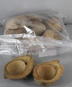 Coconut Half Natural - Decoratiemateriaal (h%)