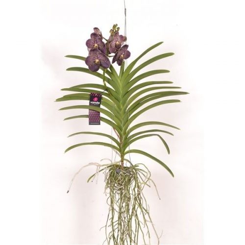 Vanda dark choco brown
