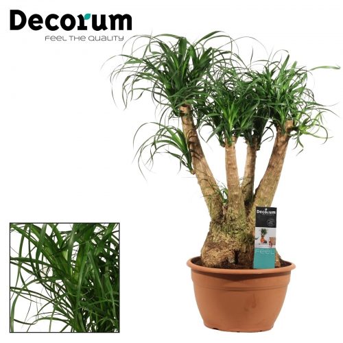 Beaucarnea recurvata vertakt		-	1	-	Adet