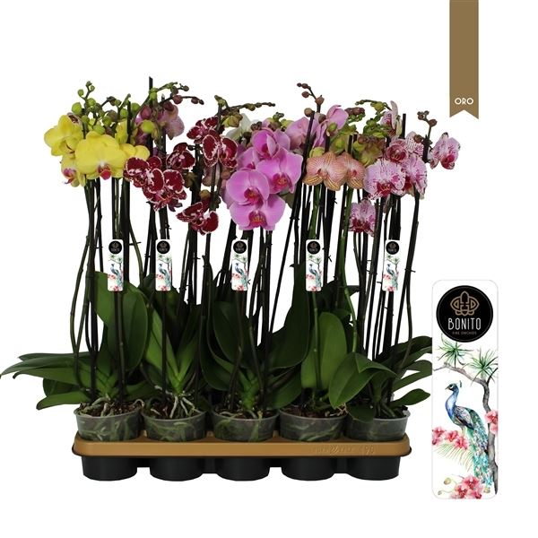 Phalaenopsis mix 1 Phalaenopsis mix