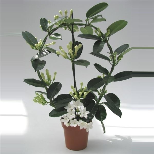 Stephanotis floribunda elegance 1 Stephanotis floribunda elegance