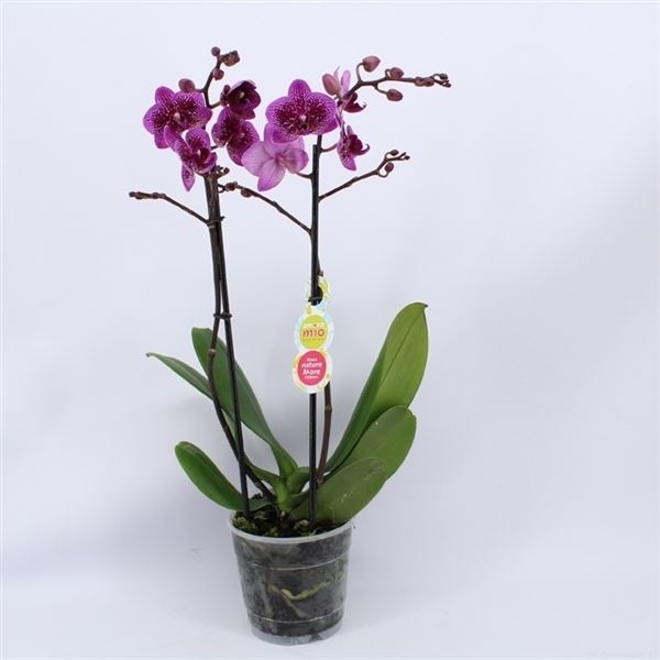 Phalaenopsis multiflora happy hour 1 Phalaenopsis multiflora happy hour