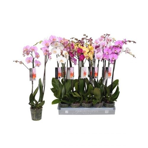Phalaenopsis mix 7 kleuren