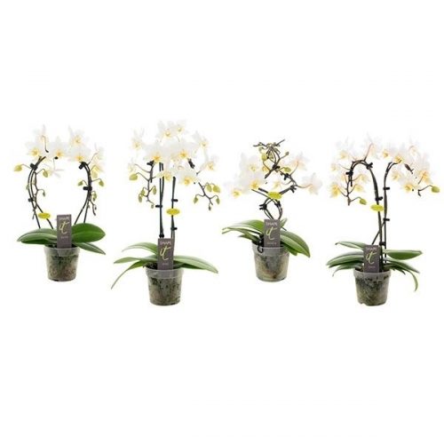 Phalaenopsis multiflora shape-it mix