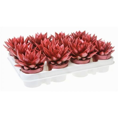 Echeveria miranda rainbow metallic red