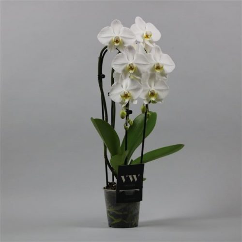 Phalaenopsis anthura york