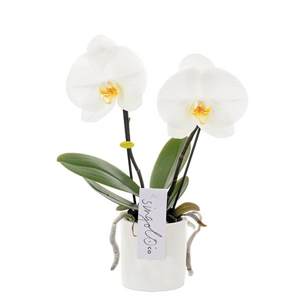Phalaenopsis singolo & co si2tw 1 Phalaenopsis singolo & co si2tw