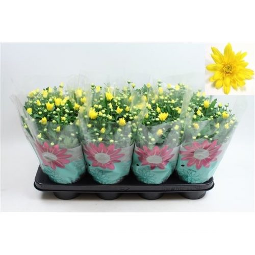 Chrysanthemum ind. mount carmel