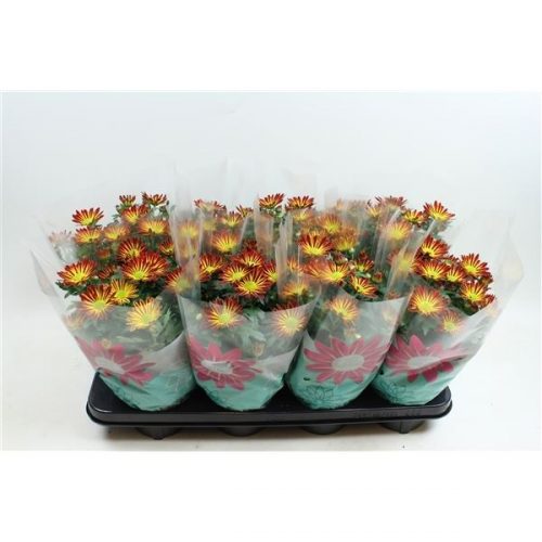 Chrysanthemum ind. rainbow vulcano