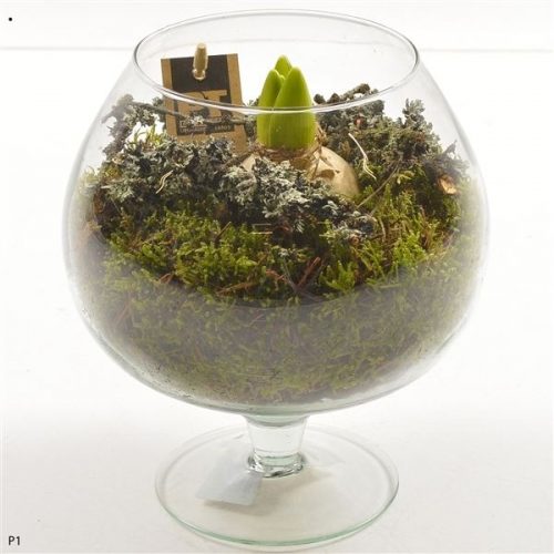 Pthcg 5896	-	6	-	Adet