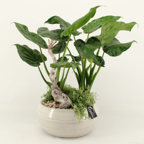 Grcr-2026 green creations	-	2	-	Adet