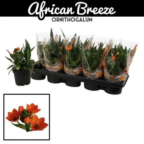 Ornithogalum dubium oranje