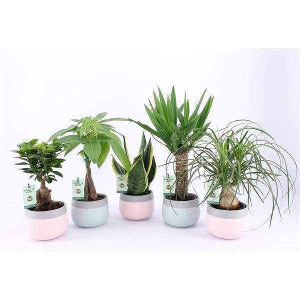 Kamerplanten mix easy to care