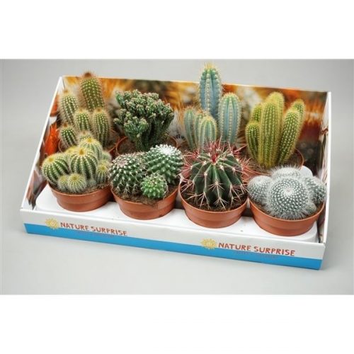 Cactus mix