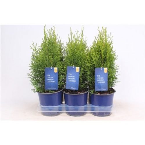 Thuja occ. smaragd