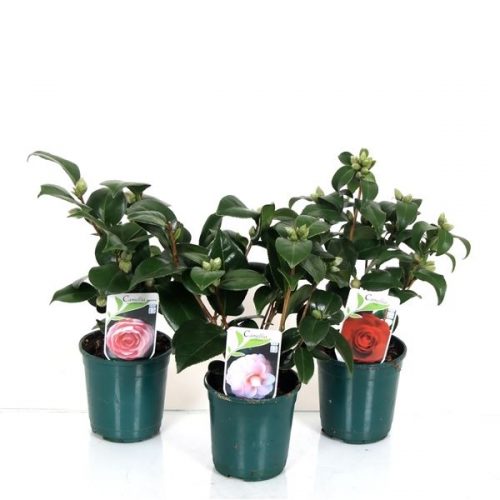 Camellia japonica mix